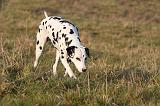 DALMATIEN 439